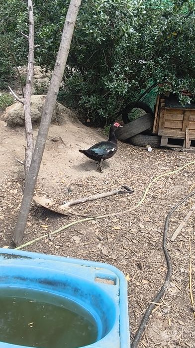 Vendo casal de patos e patinhos