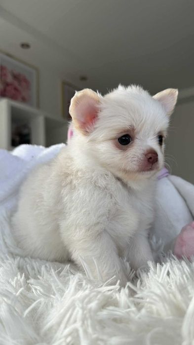 Piesek Chihuahua z Rodowodem Biel&Cream do 2kg