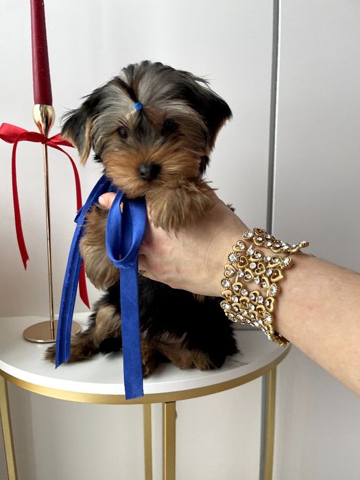 VIP Йорки  ваш найкращий подарунок літа