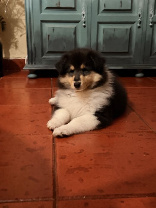 Maravilhosa Lassie - Rough collie’s