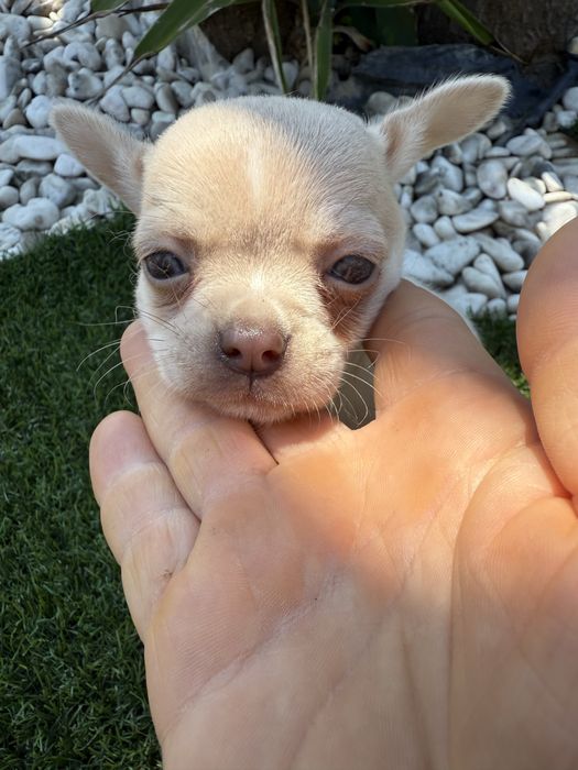 Chihuahua miniatura olhos azuis