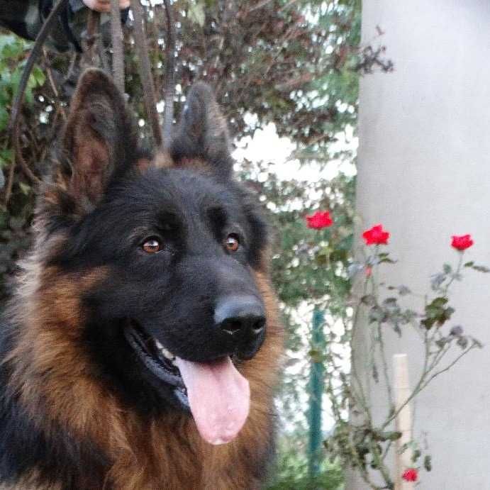 Owczarek Niemiecki Długowłosy - pies