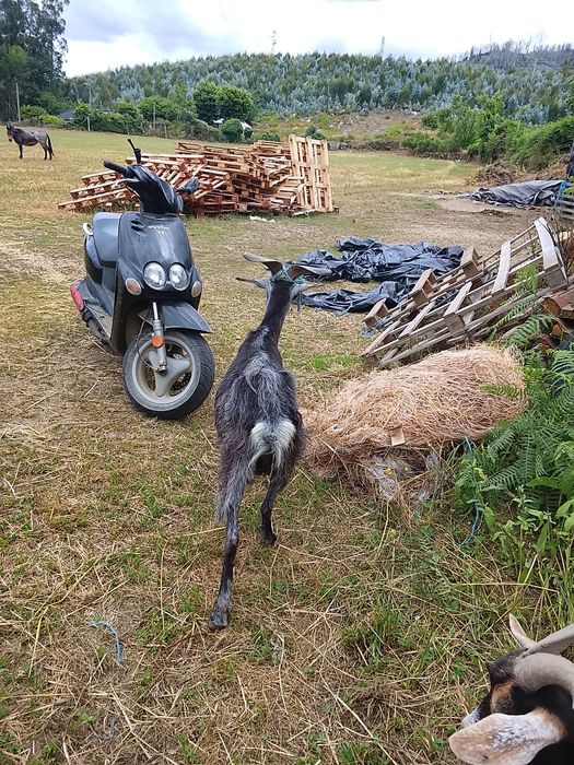 Cabras mansinhas para venda