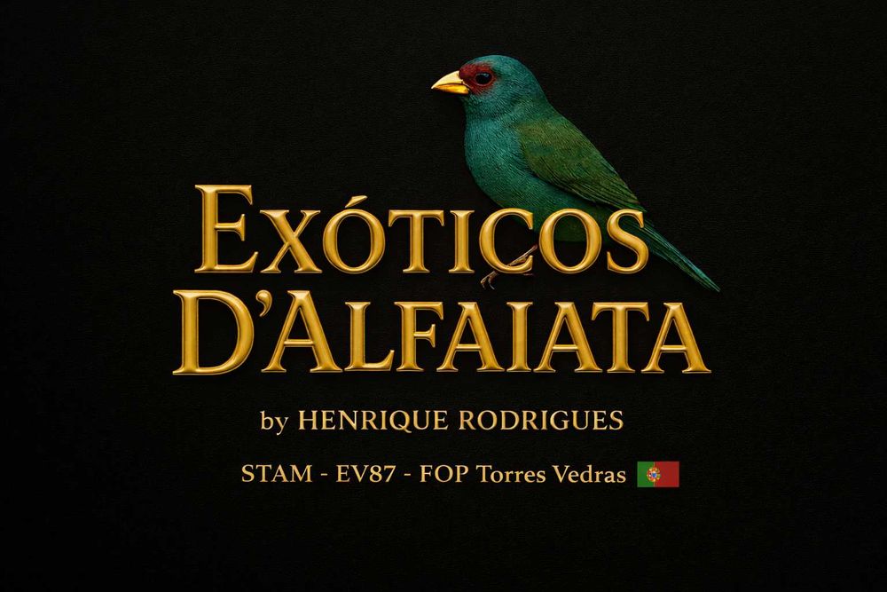 Bengalins do Japão – Normais e de Exposição