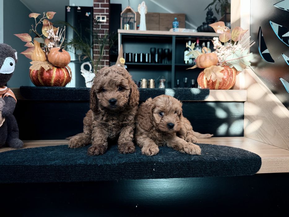 Cavapoo  piesek F1b