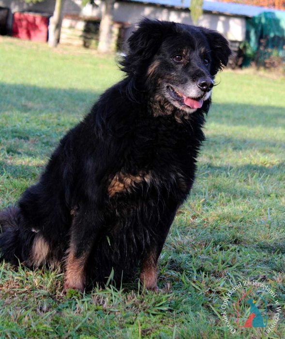 Stracił wszystko, ale można go jeszcze uratować - adoptuj seniorka