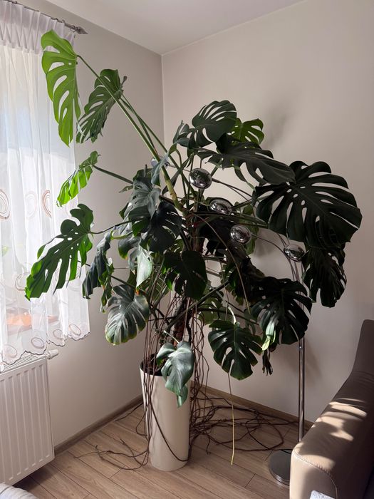 Kwiat doniczkowy Monstera