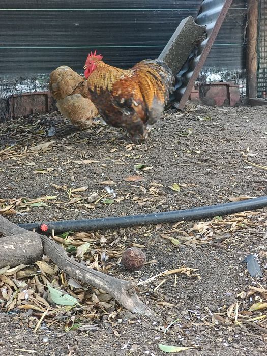 Casal de Pekin Perdiz