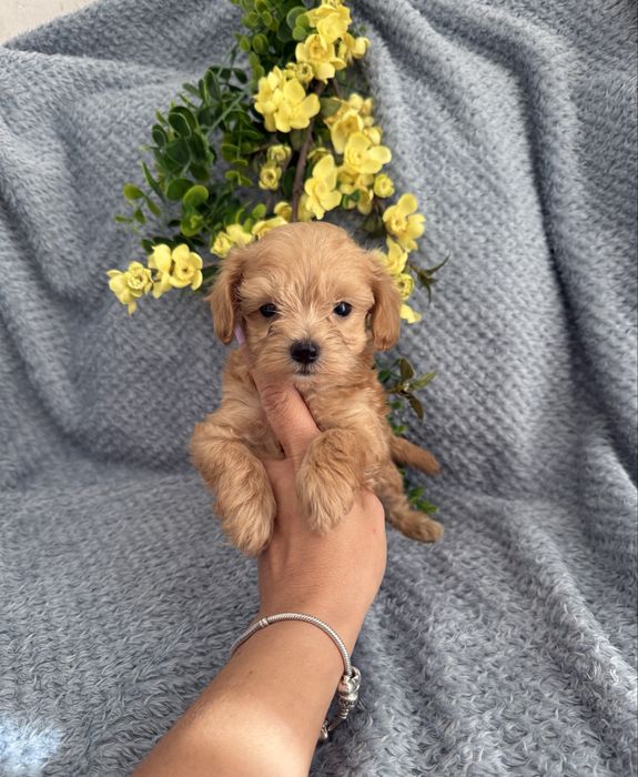Excelente Maltipoo de Qualidade