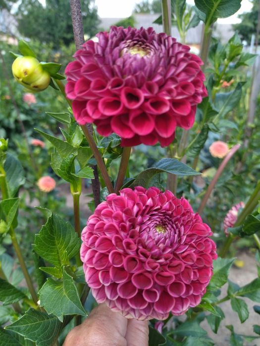 Жоржини декоративні, помпонні,кактусові 50грн