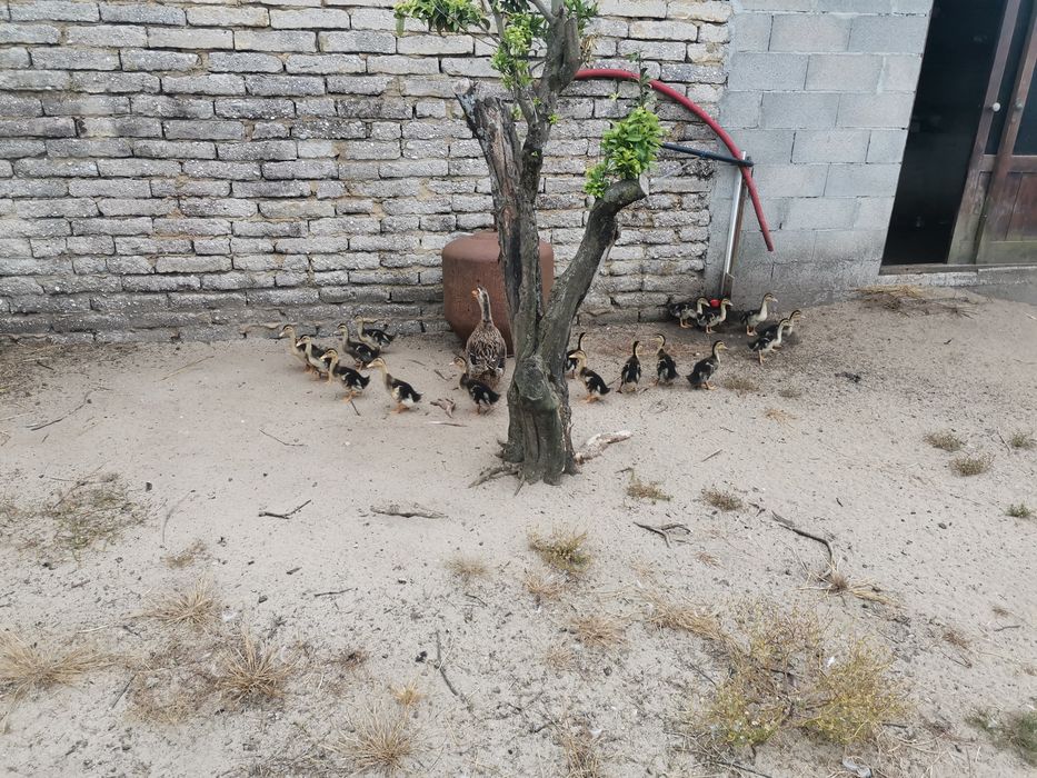Patos rouen de 2026