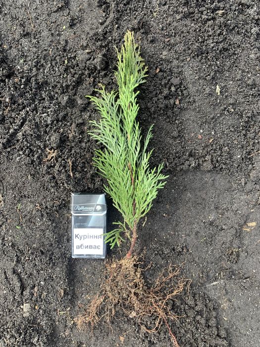 Туя Смарагд