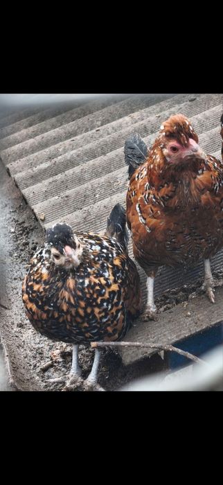 Продам Корольки ситцеві