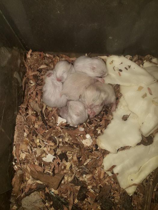 Королівські хом'яки