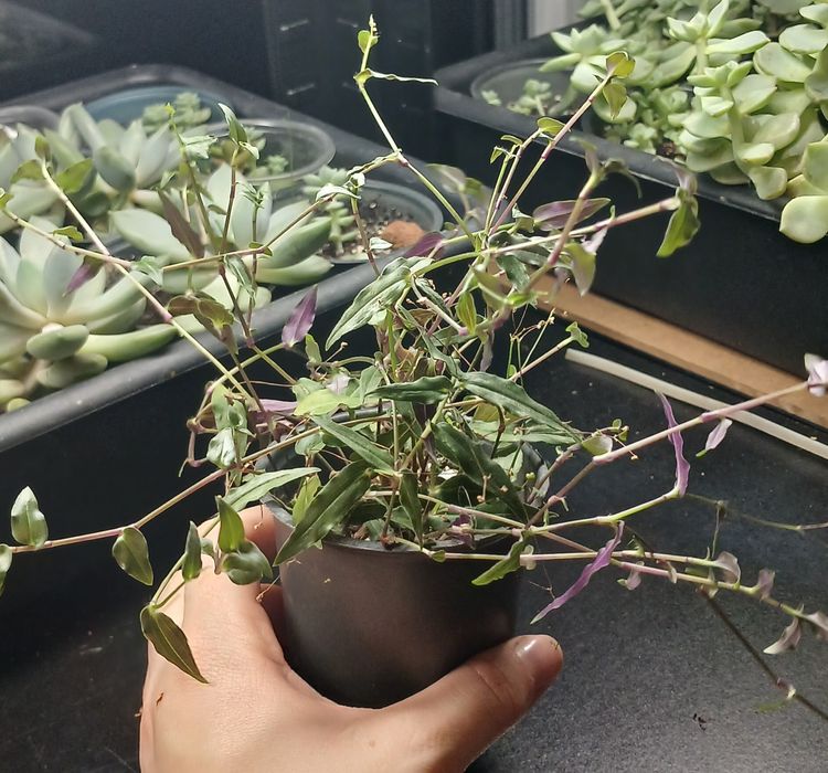 Продам кімнатні квіти