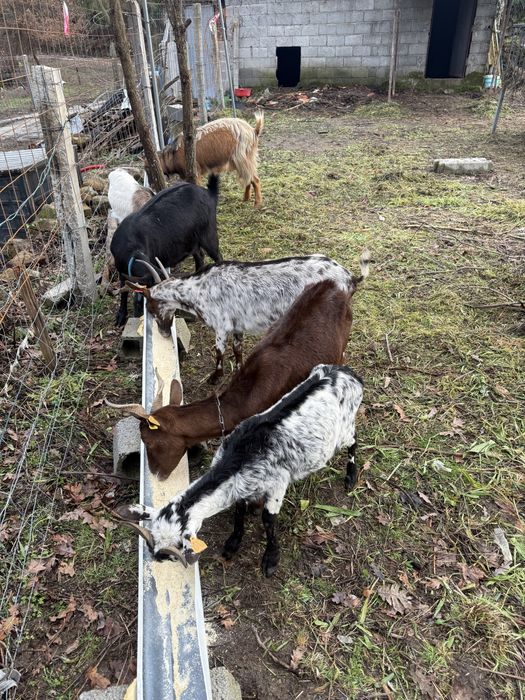 Cabras  Alfarvias e Murcianas