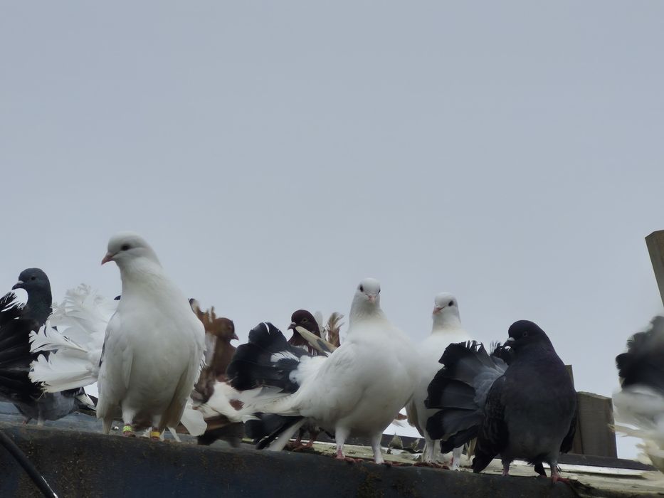 Sprzedam pawiki młode