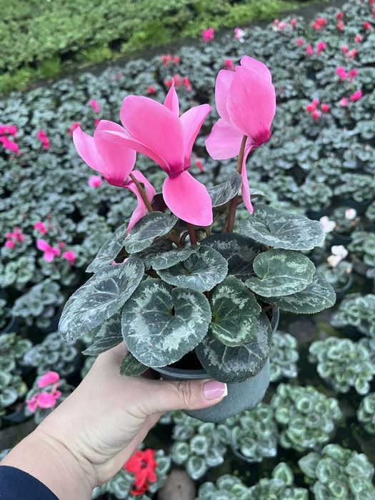 Цикламен  12 стаканчик