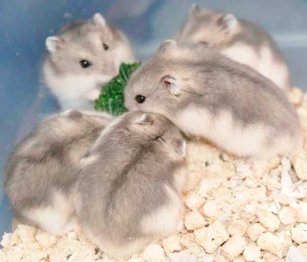 Джунгарские хомячки, хомяки, хомячата, хомяк, карликовые, джунгарики