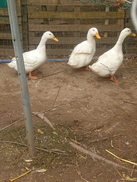ovos férteis de galinhas de varias raças, pavões e patos por encomenda