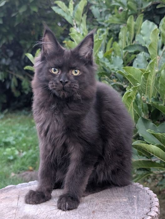 Czarny kocurek Maine Coon Zapraszamy