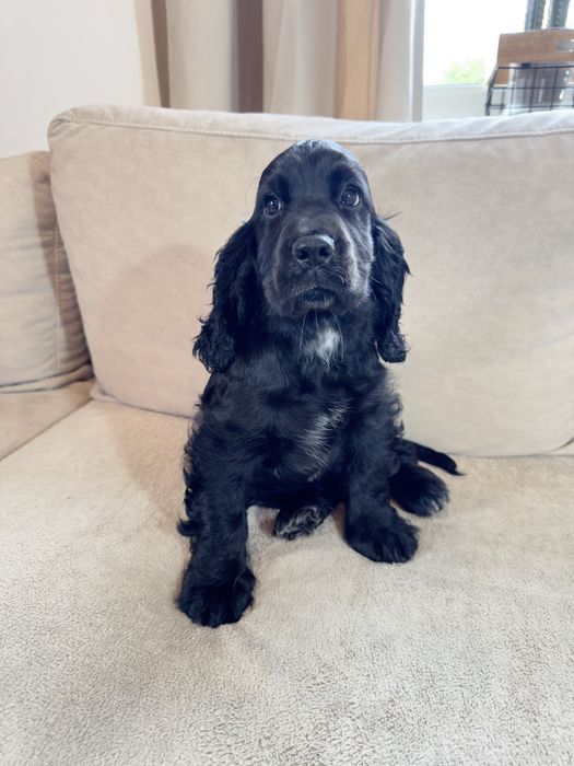 Rezerwacja - RUBY - suczka Cocker Spaniel Angielski