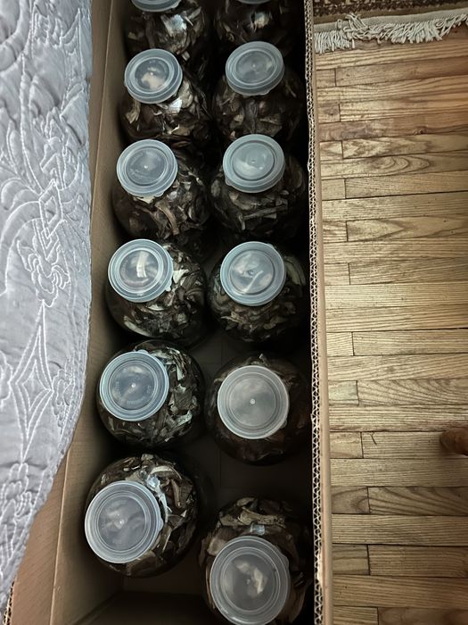 Сушені гриби топольові гриби (підберезовики, червоноголовики)