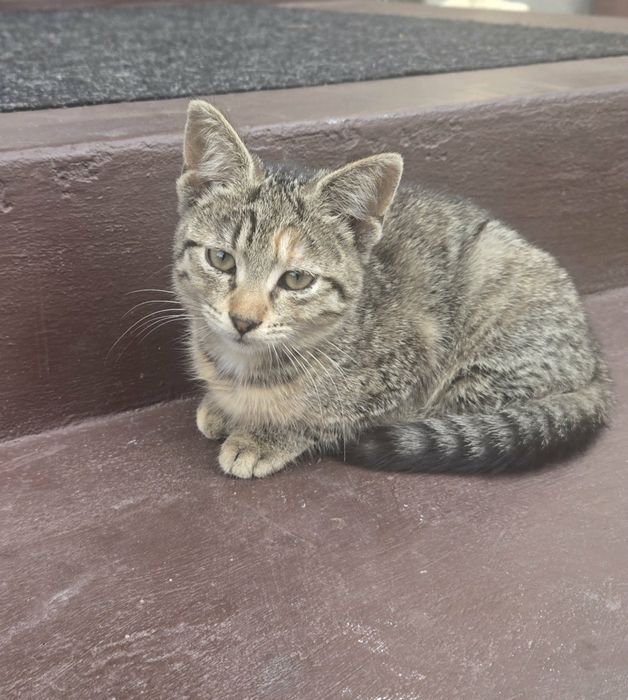 Kotki do adopcji za darmo