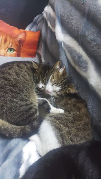 Zaginął kot -Andrespol