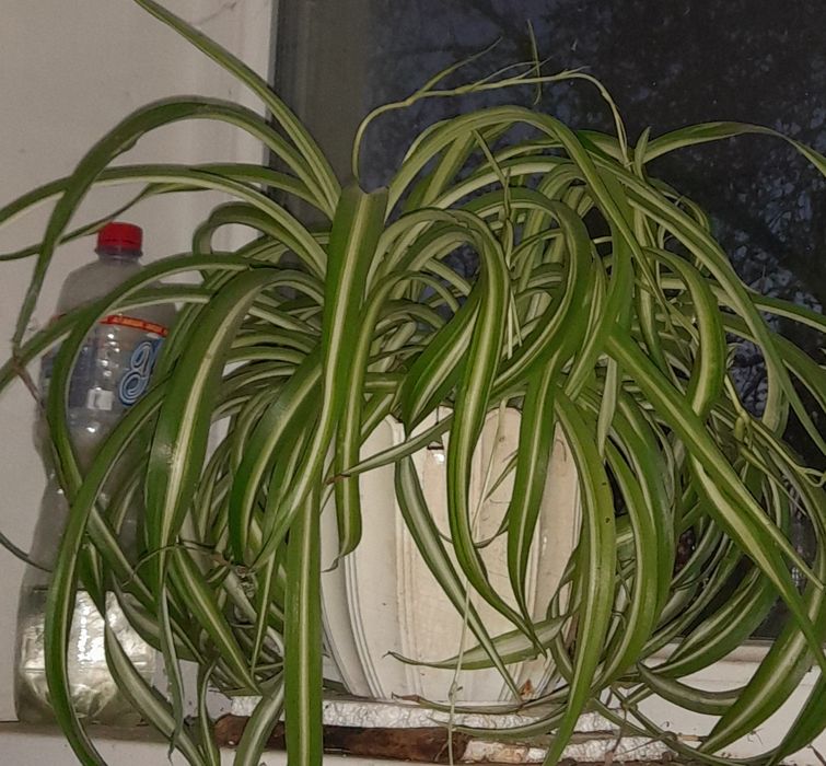 Хавортия , гастерия ...суккуленты, Хлорофитум