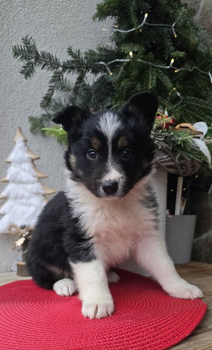Border Collie piesek TRICOLOR