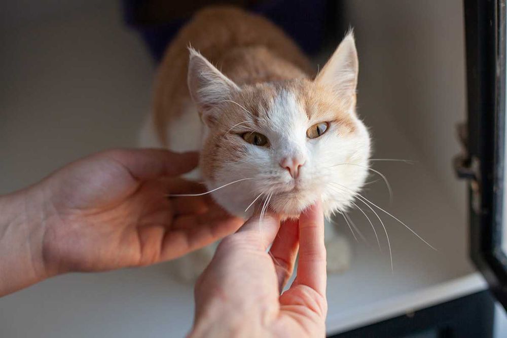 Віддам у добрі руки