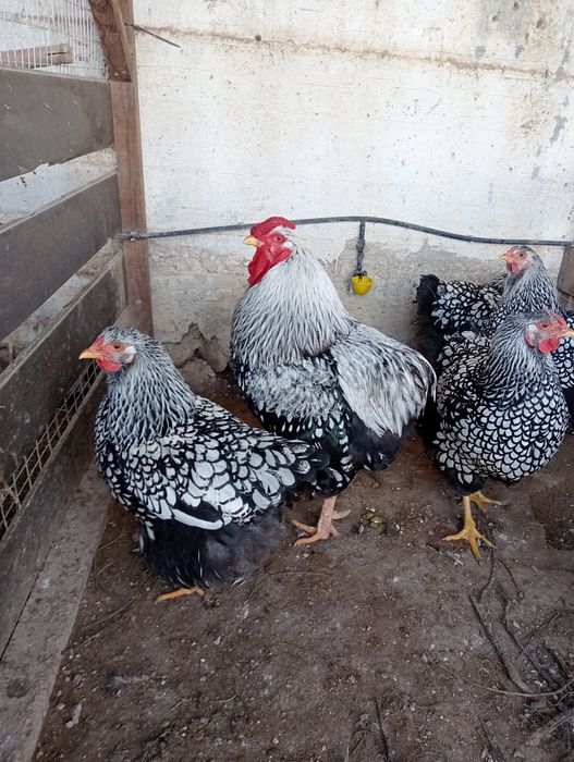 Ovos galados wyandote prata