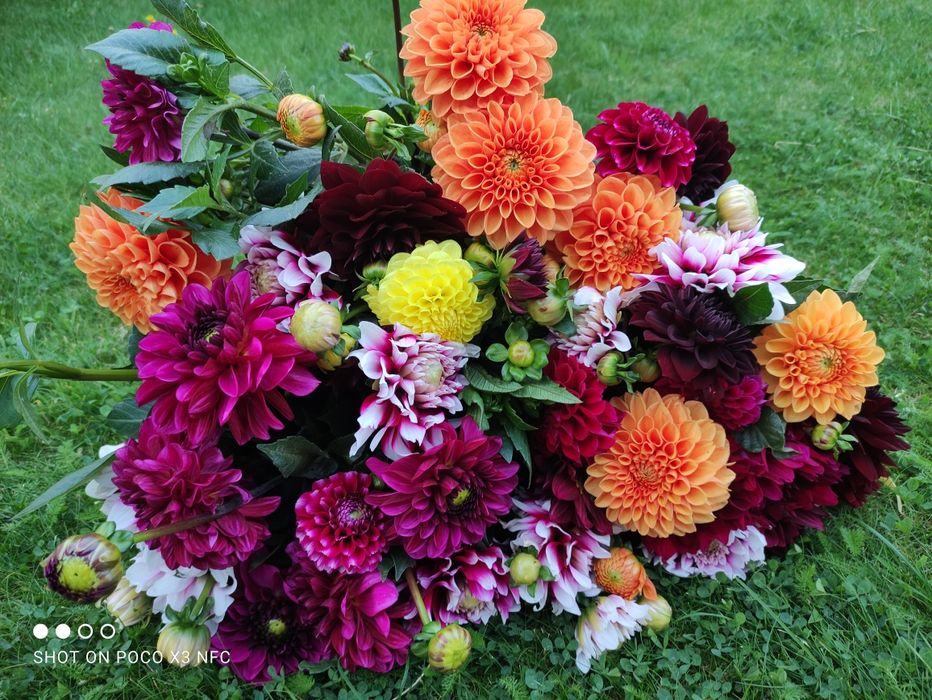 Dalia Karpy Rozne kolory