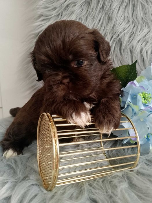 Piękny chłopak rasy Shih-Tzu szuka domku
