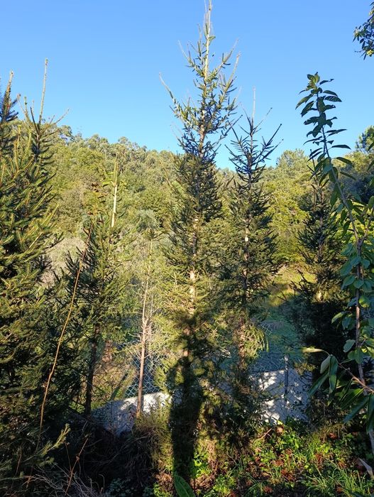 Pinheiro de Natal naturais