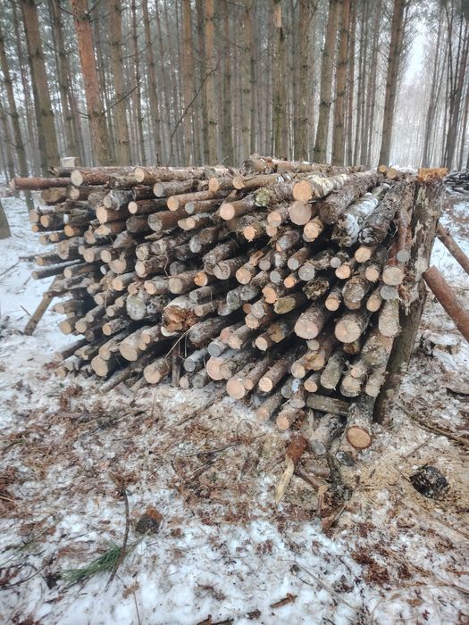 Drewno gałęziówka