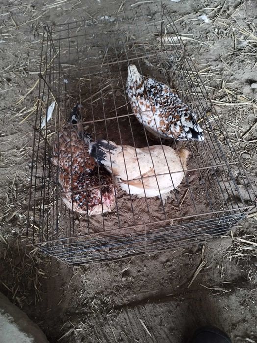 Kurki liliputki małe