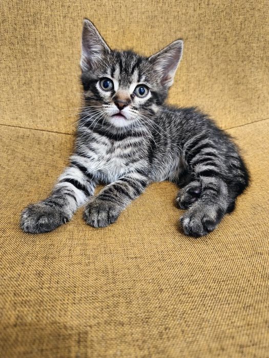 Кошеня хлопчик грайливий