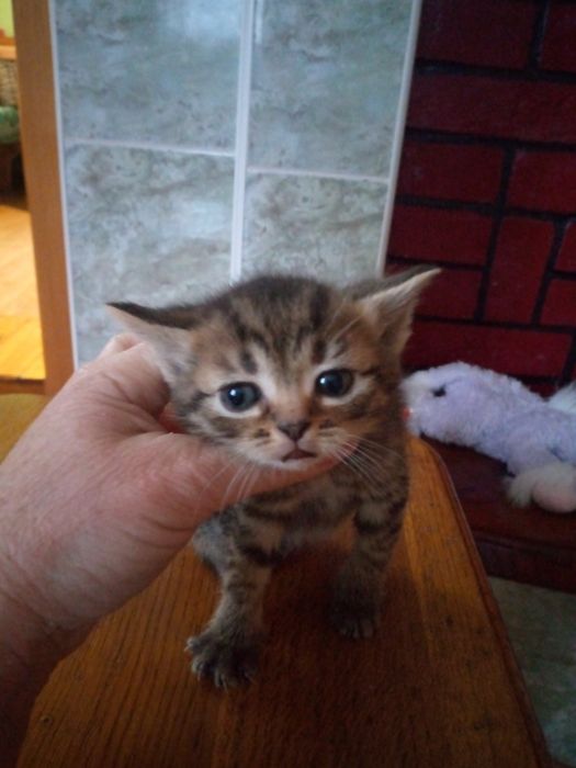 Шотландські кошенята у добрі руки терміново