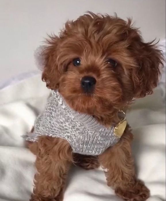 Мальтипу міні