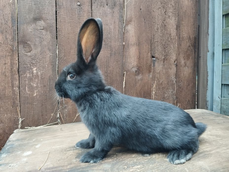 Olbrzym srokacz czarny i hawana