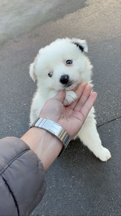 Border collie com olhos azuis espetacular