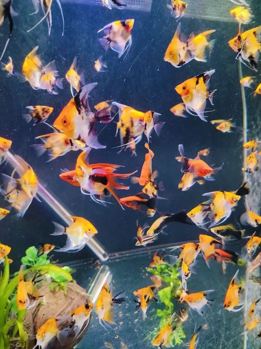 Skalary Koi/Red Devil