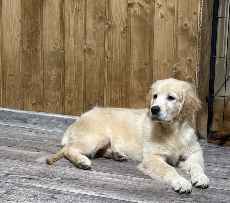 Золотистый ретривер!!!