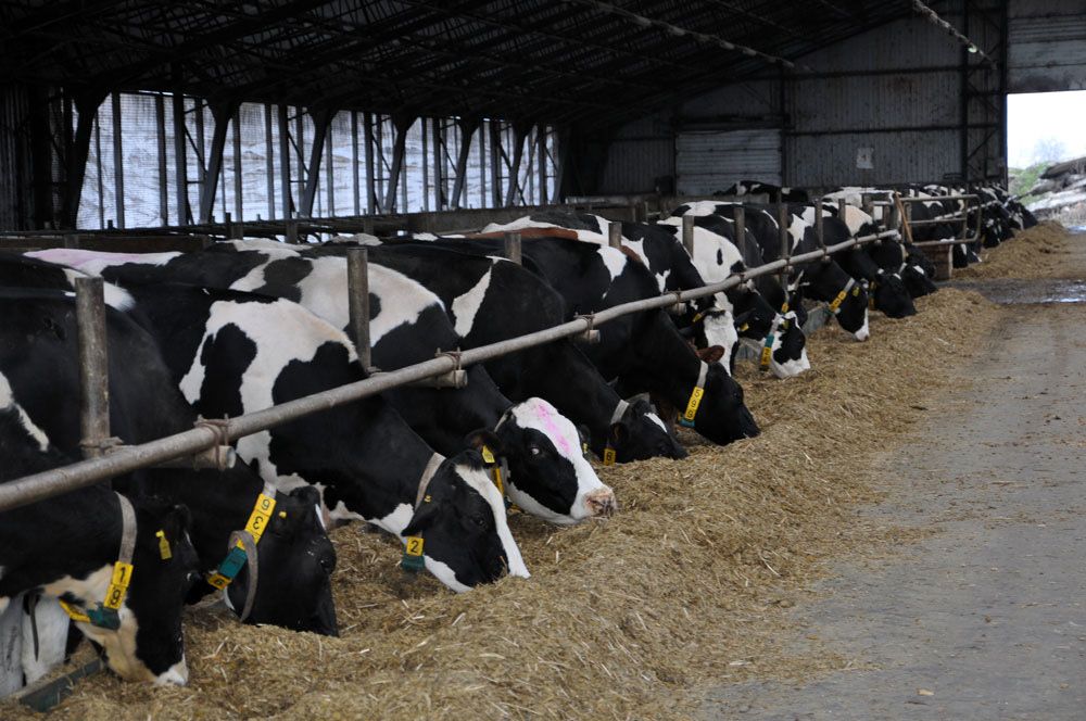 Реалізуємо корів  На утримання гурт