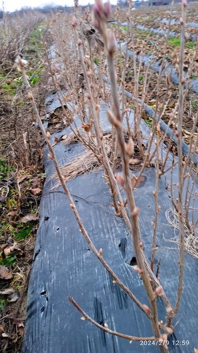 Продам саджанці смородини