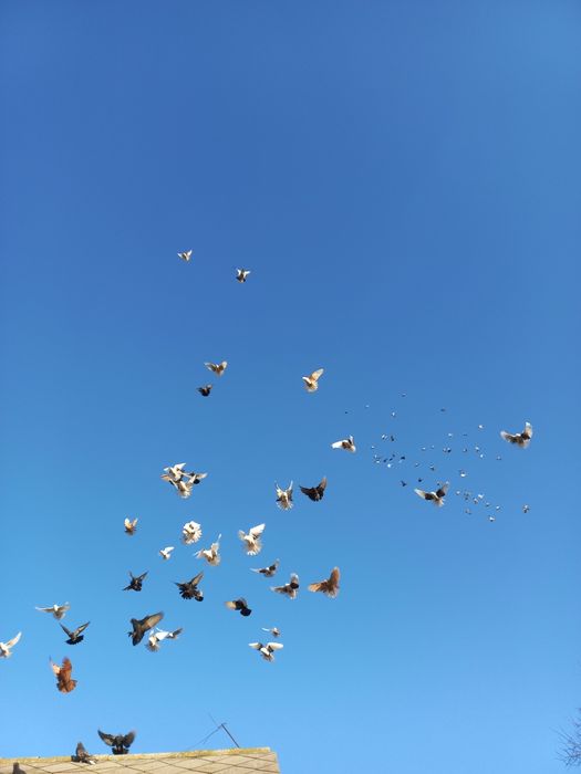 Orlik Lubelski  boki