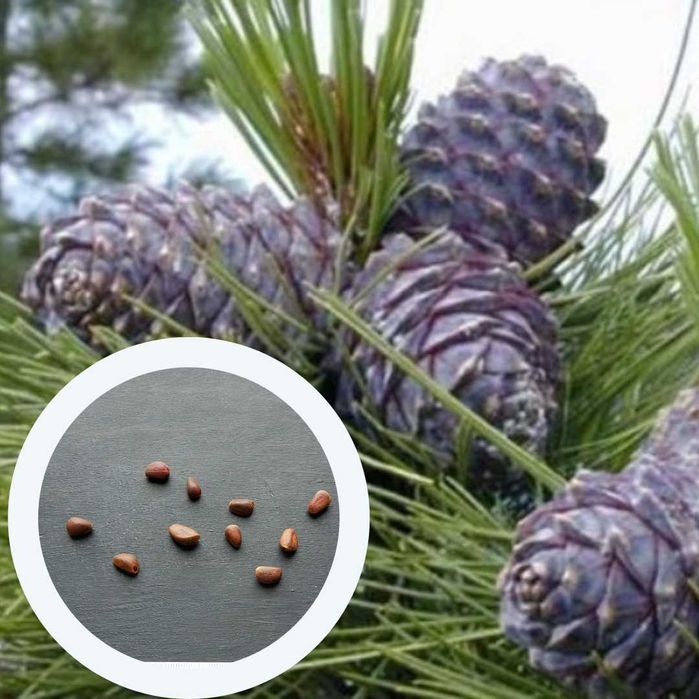 Кедр насіння 10 видів сосна кедрова семена є безкоштовна доставка