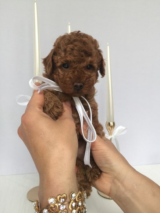 VIP Той-Пудель — Маленькі щастячка готові до переїзду